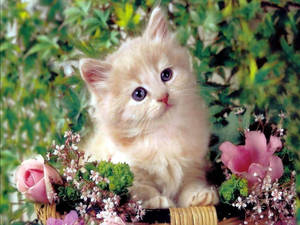 Beautiful Cat In Pink Flower Basket Wallpaper
