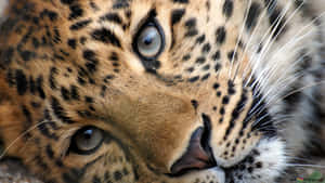 Beautiful Cheetah Roaming Through The Grasslands Wallpaper
