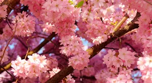 Beautiful Cherry Blossom Tree In Spring Wallpaper