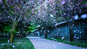 Beautiful Cherry Blossoms Spring Wallpaper