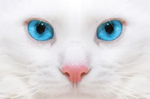 Beautiful Close-up Of Cat Wallpaper