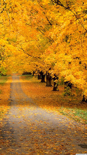 Beautiful Falling Leaves Autumn Wallpaper