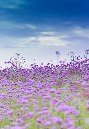 Beautiful Field Of Purpletop Vervain Iphone Wallpaper