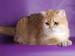 Beautiful Fluffy Cat Wallpaper