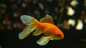 Beautiful Freshwater Goldfish Wallpaper