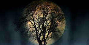 Beautiful Full Moon Behind A Tree Wallpaper