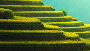 Beautiful Green Hillside Terraces Wallpaper