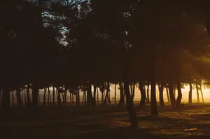 Beautiful Hd Forest Trees Silhouettes Wallpaper