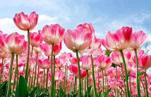 Beautiful Hd Pink Tulips Wallpaper