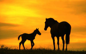 Beautiful Horses Against Orange Sky Wallpaper