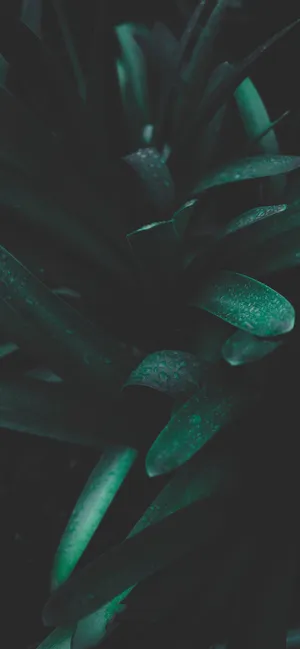 Beautiful Iphone Background With Plants Wallpaper