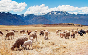 Beautiful Landscape Of Juliaca Sheep Fields In Peru Wallpaper