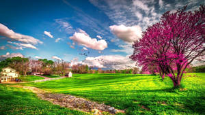 Beautiful Landscape Pink Tree On Grass Wallpaper