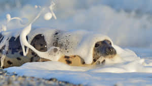 Beautiful Marine Life - Grey Seal Basking On A Seaside Rock Wallpaper