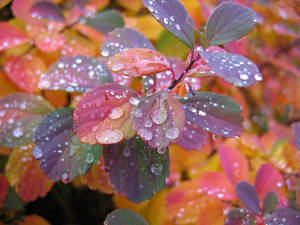 Beautiful Morning Dew Leaves Wallpaper