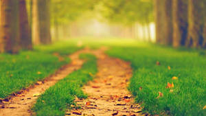 Beautiful Nature Blur Path Wallpaper