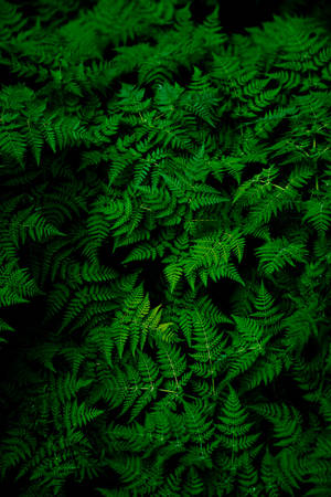 Beautiful Nature Fern Leaves Wallpaper