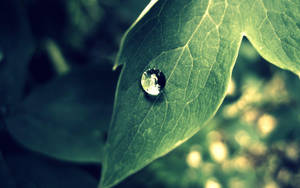 Beautiful Nature Photography Dew On Leaf Wallpaper