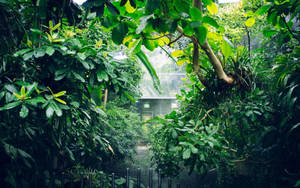 Beautiful Nature Photography Raining Tropical Wallpaper