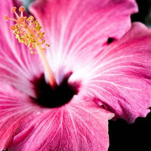 Beautiful Nature Pink Hibiscus Wallpaper