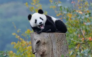 Beautiful Panda Yawning On Log Wallpaper