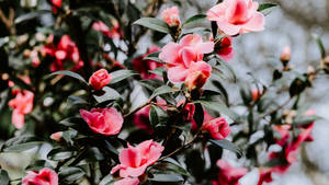 Beautiful Pink Camellia Sasanqua Wallpaper