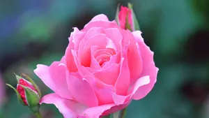 Beautiful Pink Rose Wallpaper