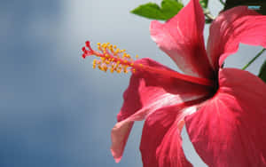 Beautiful Red Hibiscus Flower Close Up Wallpaper