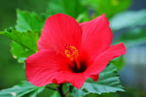 Beautiful Red Hibiscus Flower Wallpaper