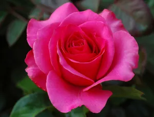 Beautiful Rose Blossom Wallpaper
