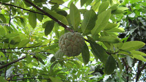 Beautiful Sugar Apple Tree Wallpaper