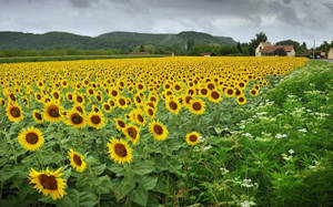 Beautiful Sunflowers Field Wallpaper