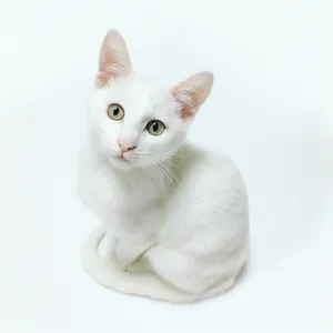 Beautiful White Khao Manee Cat Pfp Wallpaper