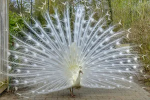 Beautiful White Trail Peacock Wallpaper