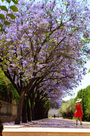 Beautiful Wisteria Iphone Wallpaper