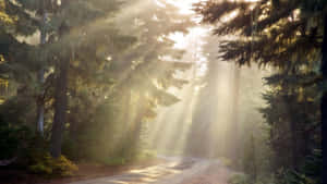 Beautiful Woodland With Sun Rays Wallpaper