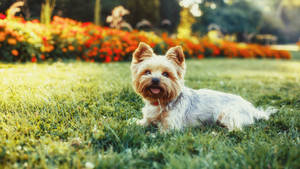 Beautiful Yorkshire Terrier Garden Photography Wallpaper