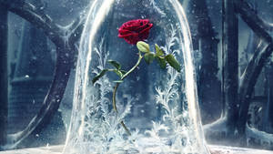 Beauty And The Beast Live Action Rose Wallpaper