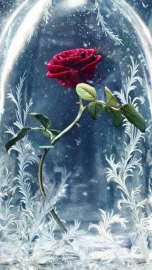 Beauty And The Beast Rose Glass Wallpaper