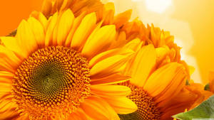 Beauty In Nature - Sunflowers And Roses Wallpaper