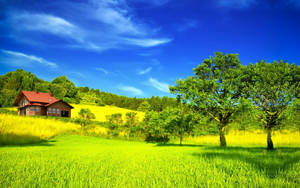 Beauty Of A Peaceful Country Yard Wallpaper