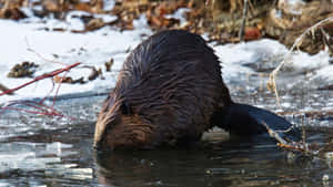 Beaver Breaking Ice Winter Scene Wallpaper