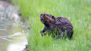 Beaver By Water's Edge.jpg Wallpaper