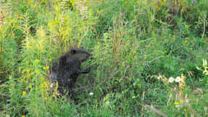 Beaver In Natural Habitat.jpg Wallpaper