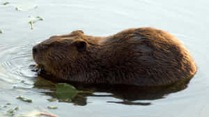 Beaver Swimmingin Water.jpg Wallpaper