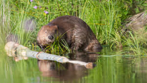 Beaver Working On Tree Near Water.jpg Wallpaper