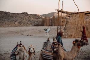 Bedouins Of Sahara Wallpaper