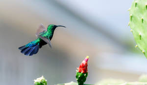 Bee Hummingbird On Barbados Wallpaper