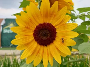 Bee In Sunflower Aesthetic Petal Wallpaper