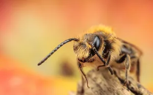 Bee On An Orange Background Wallpaper